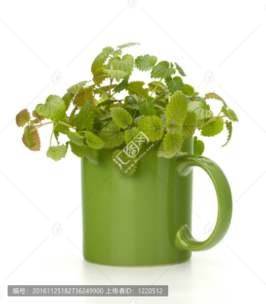 草藥薄荷茶