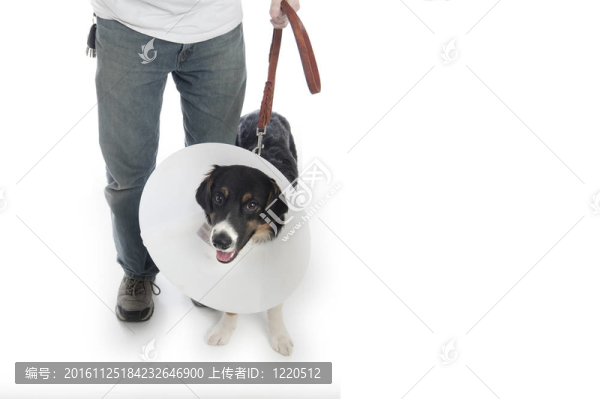 男子步行狗