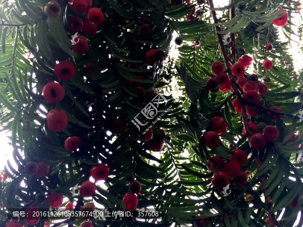 紅豆杉果