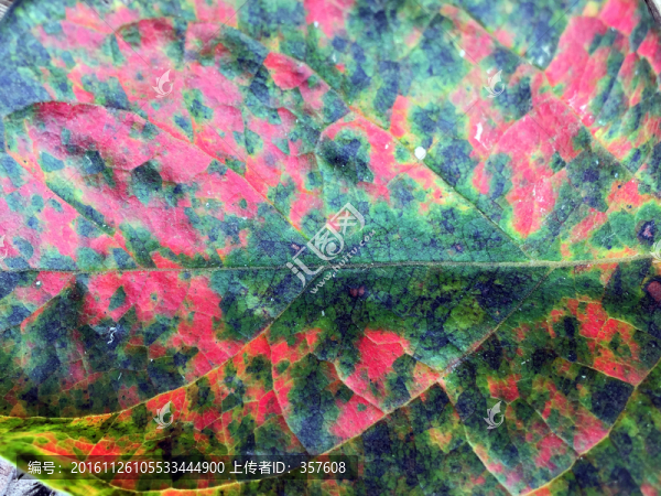 五彩樹(shù)葉