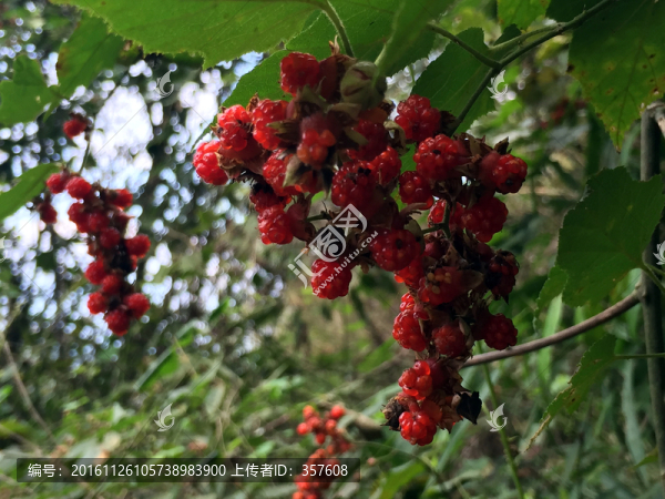 桑葚,天然野果