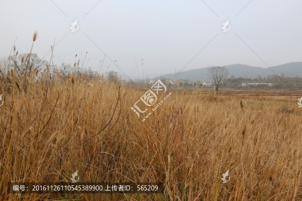 大悟秋色