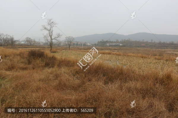 大悟秋色