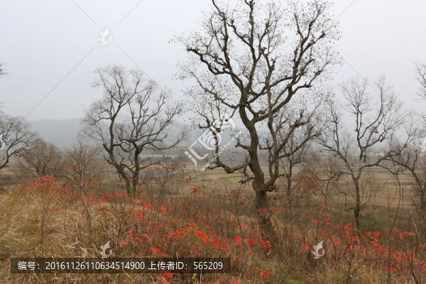 大悟秋色