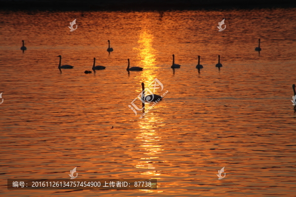天鵝