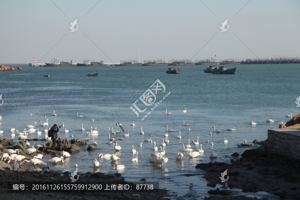 天鵝