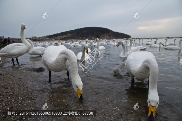 天鵝