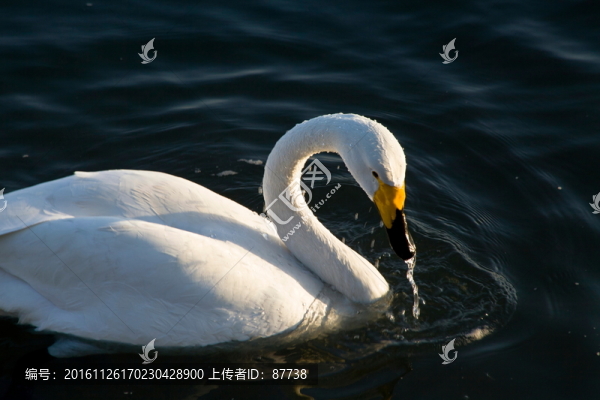 天鵝