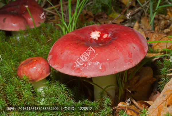 香菇紅菇3