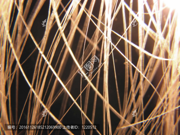 頭發(fā)