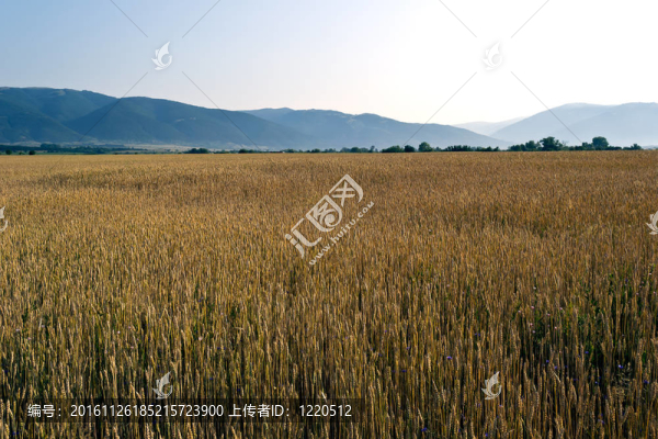 小麥田