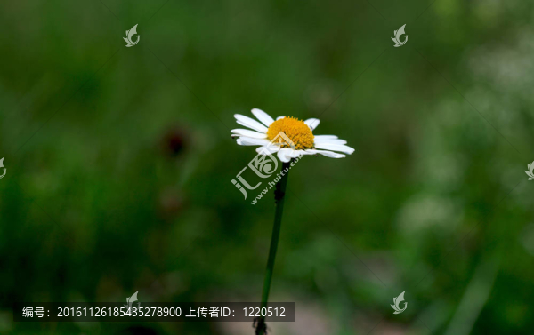 洋甘菊