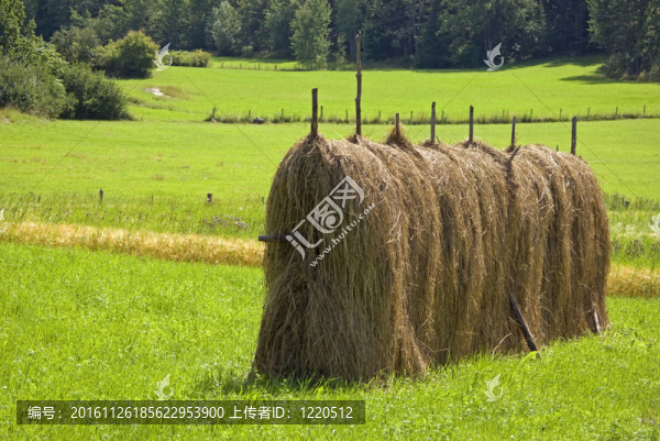 干草堆