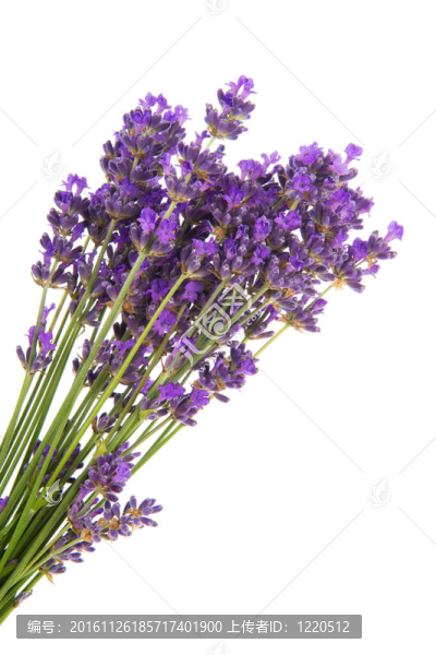 薰衣草花束