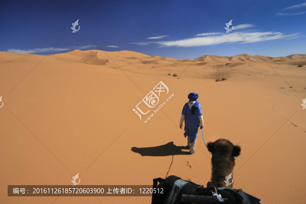 巨大的沙漠駱駝冒險