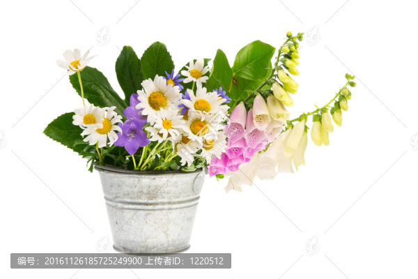 在斗紫色毛地黃和白色的雛菊