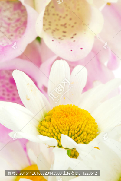 紫色毛地黃和白色的雛菊