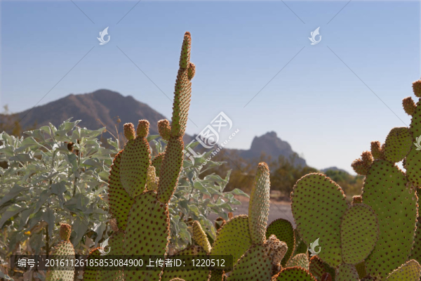 刺梨和駝背山