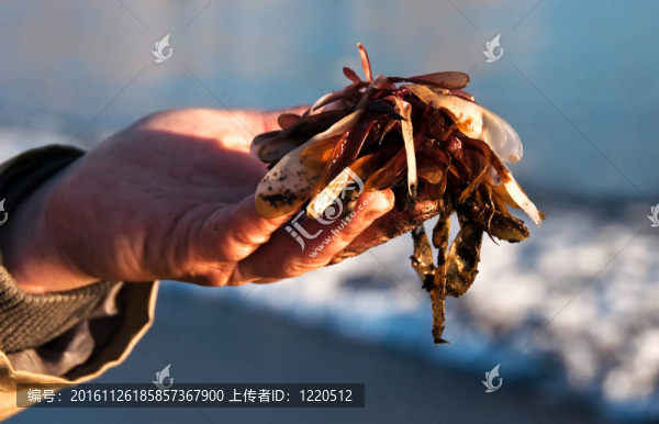 一種綠色和棕色的海藻