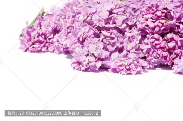 丁香花