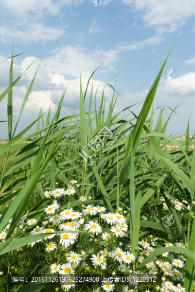 野生植物