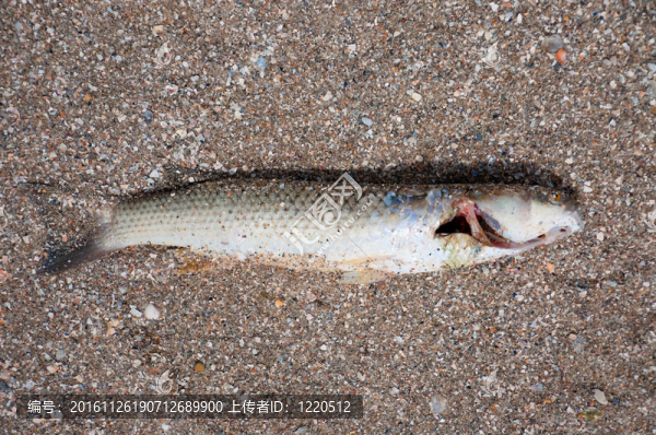 死魚