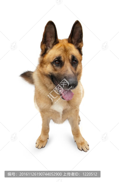 白色背景的美麗德國牧羊犬。