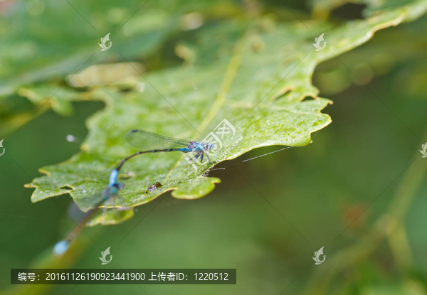綠葉子上的藍(lán)蜻蜓