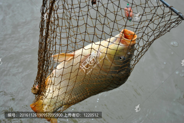 捕魚網(wǎng)中剛釣到的鯉魚