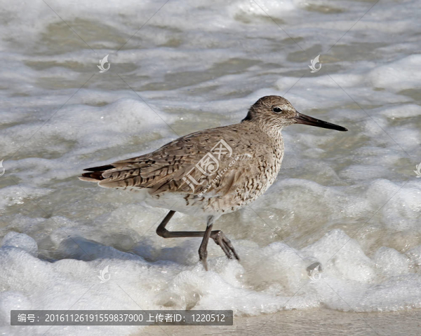 在2的春天，Willet