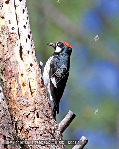 Acorn,Woodpecker,Pinetop,2