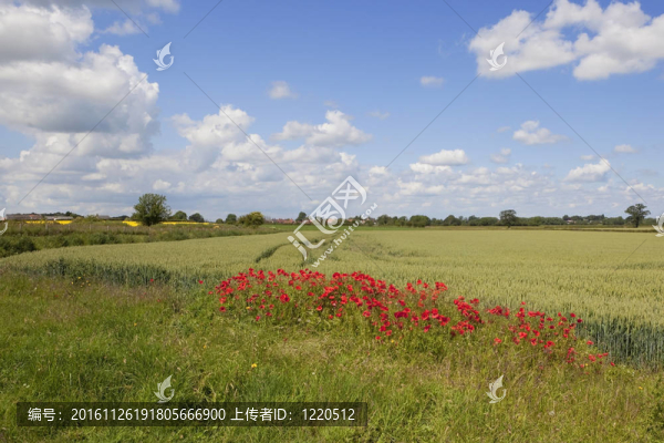 野生罌粟花2-匯圖網(wǎng) www.fosd68.com 野生罌粟花2