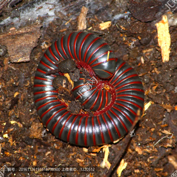 美國巨大的千足蟲（narceus,americanus）
