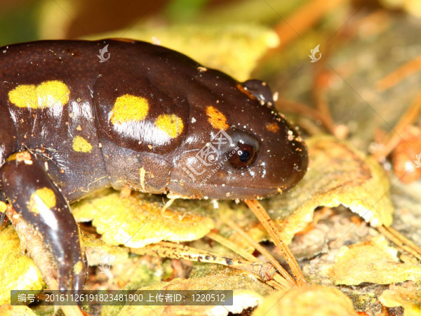斑點(diǎn)蠑螈（Ambystoma,maculatum）