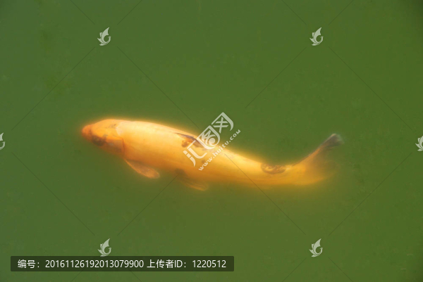 金鯉魚