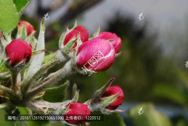 蘋果樹開花