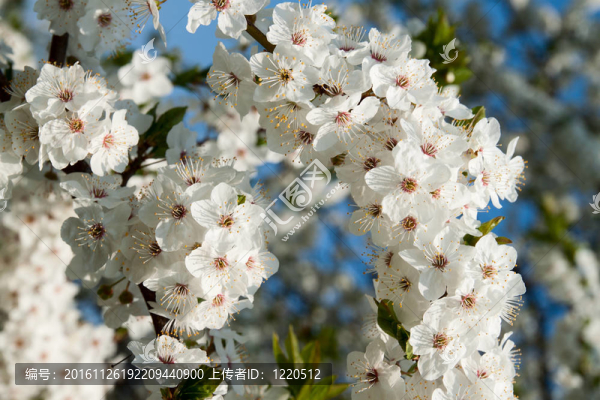 櫻花
