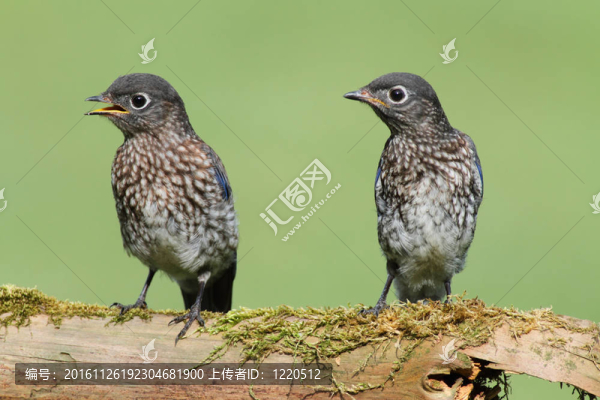 嬰兒藍(lán)知更鳥