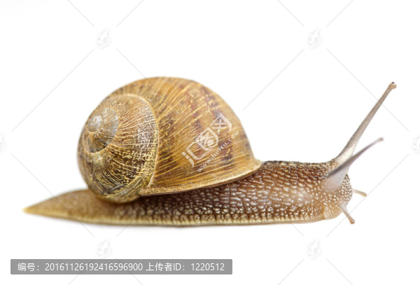 爬行的蝸牛