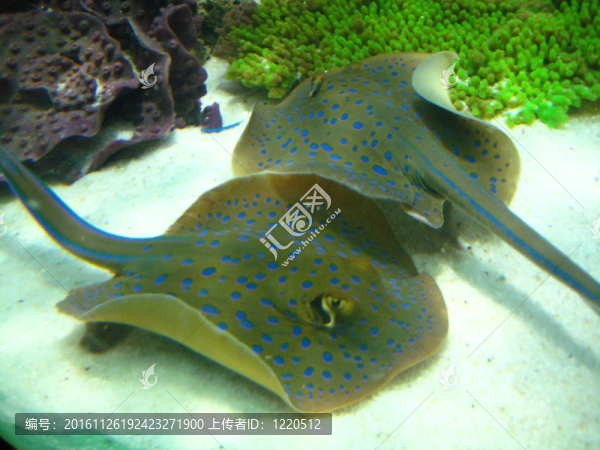 黃貂魚
