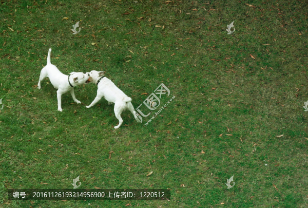 危險(xiǎn)的狗