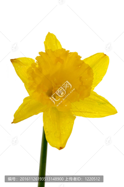 水仙花