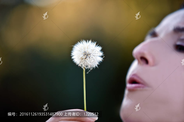 女人吹蒲公英