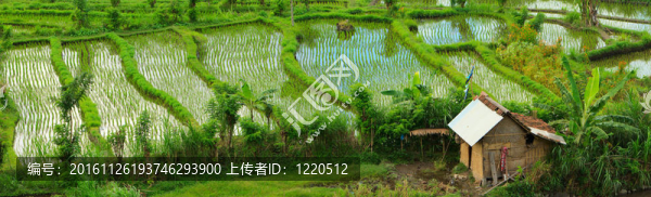稻田