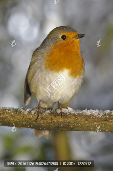 圣誕鳥坐在雪白的鱸魚上