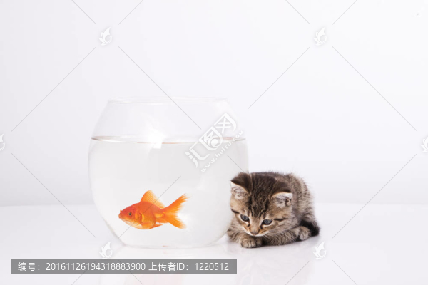 家里的貓和一只金魚