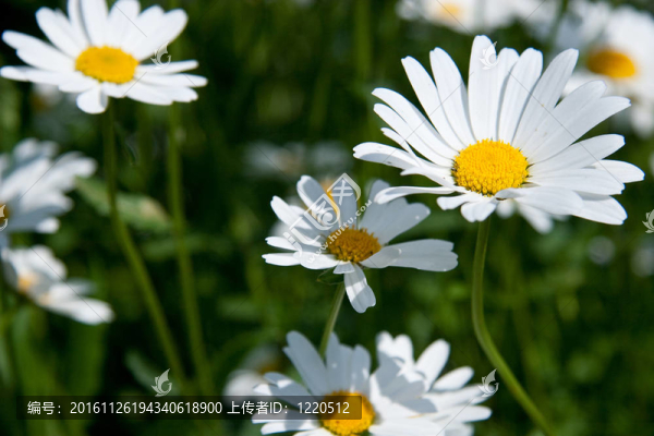 camomiles