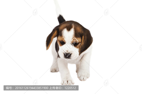 比格犬