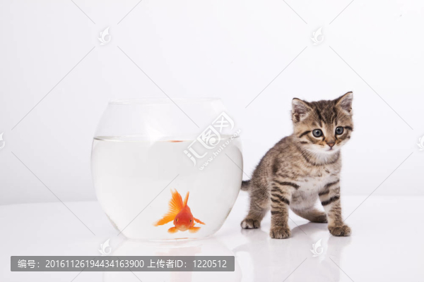家里的貓和一只金魚
