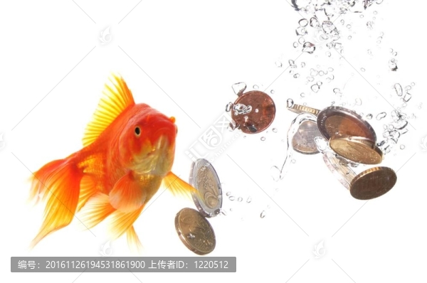 金魚和金錢